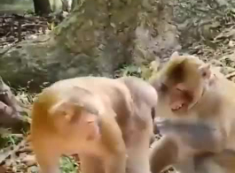 जानवरों की चुदाई वाला वीडियो